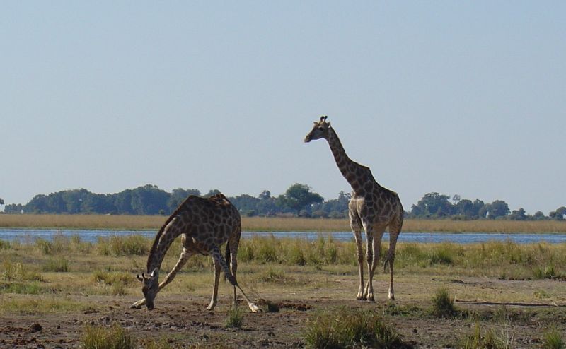 two giraffes standing next to each other
