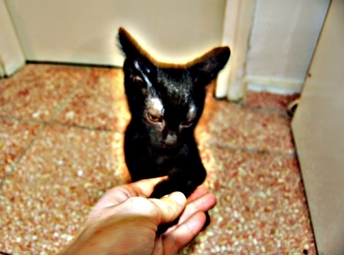 a small black cat sitting on top of someone's hand