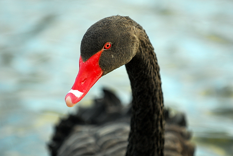 a close up view of a black swan near water