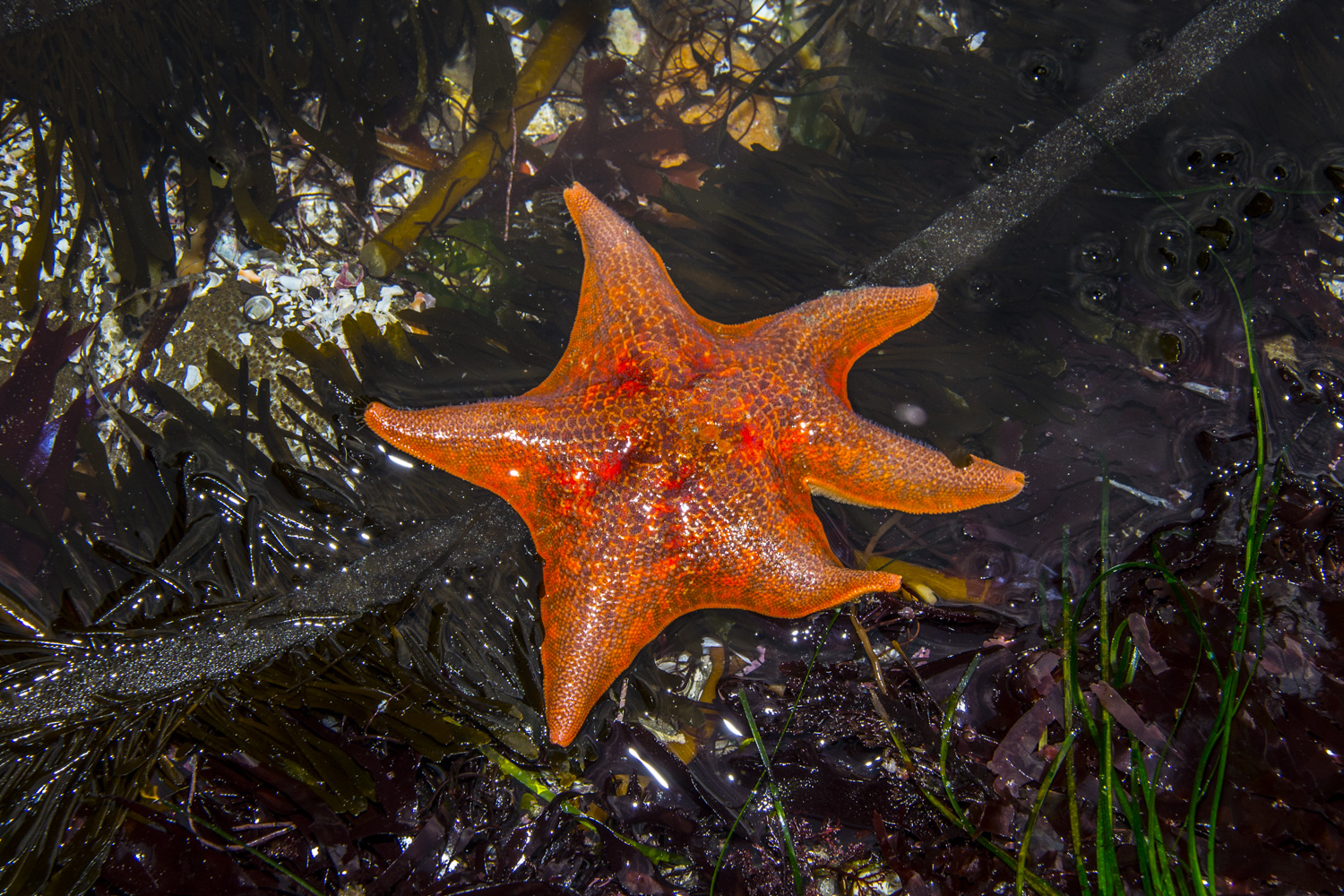 an orange starfish sitting on top of algae
