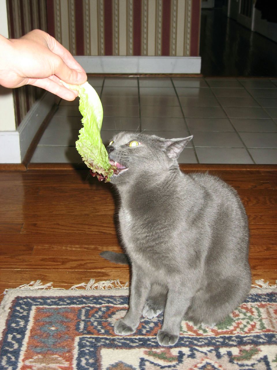 a cat eating some green salad in it's mouth