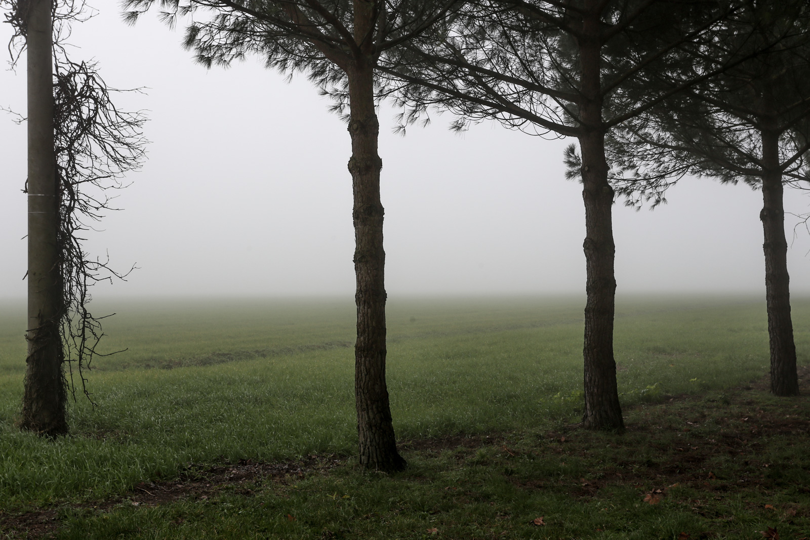 a field with trees and some grass with one green umbrella