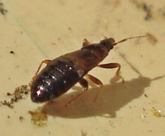 a bed bug on the ground with a few small bugs on it
