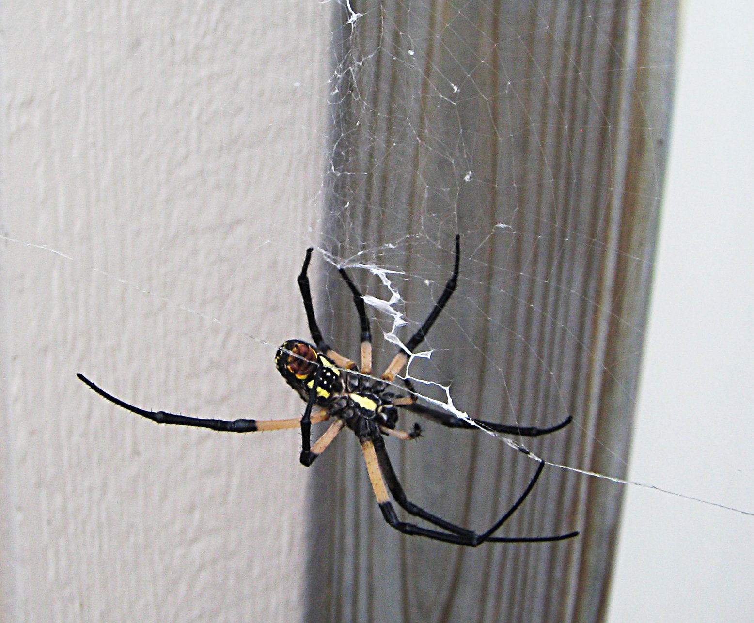 a big spider is on its web and ready to strike it