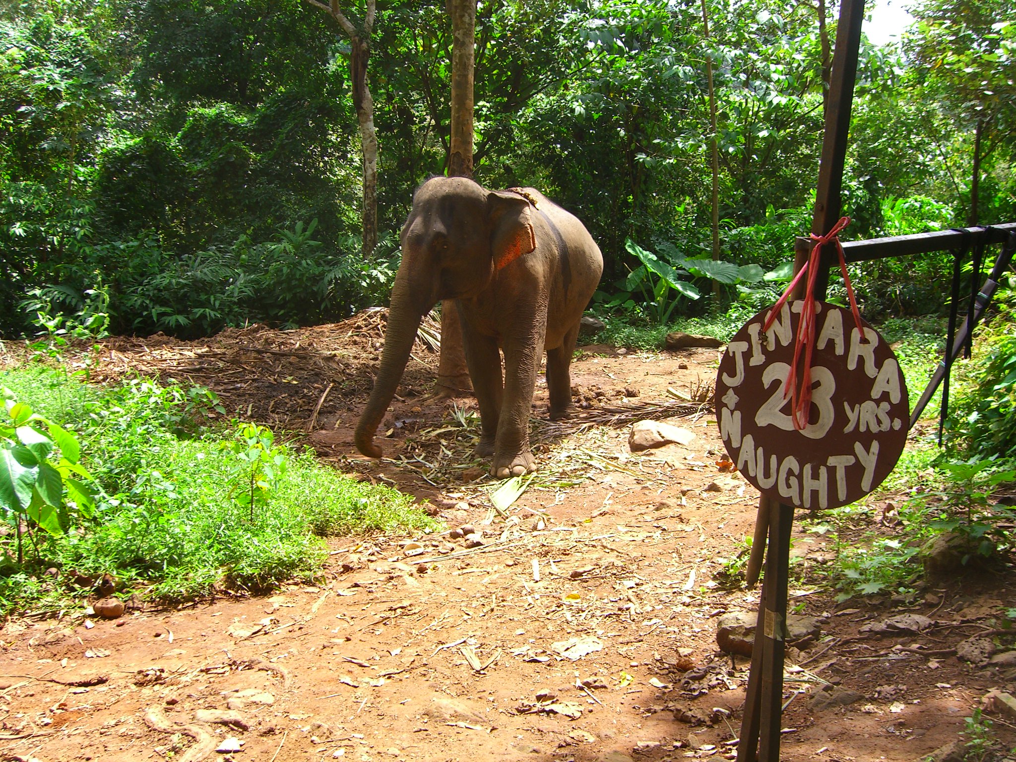 an elephant on dirt road with trees and shrubs in background