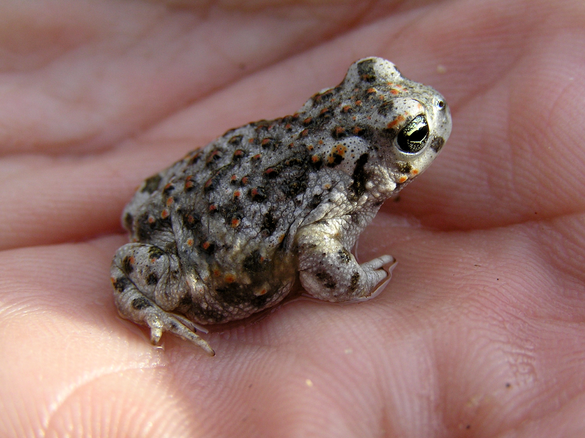 a small gray frog sits on someones palm