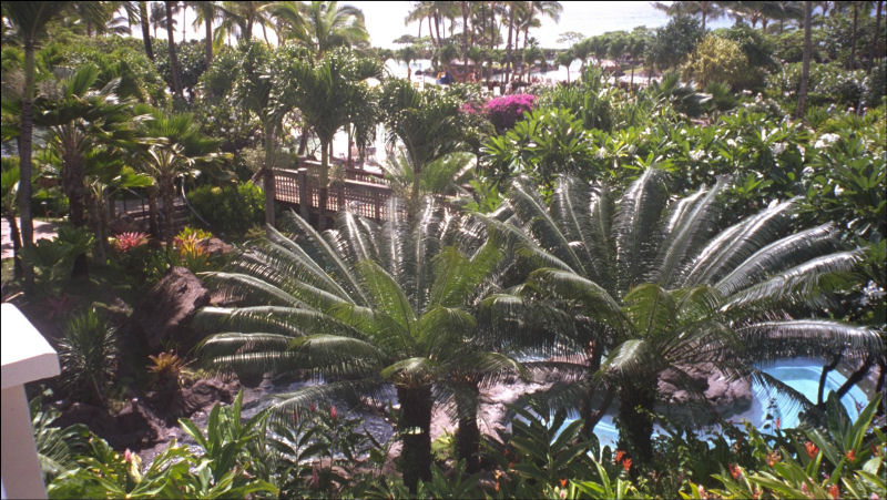 view of palm trees and pool from the deck of a el room