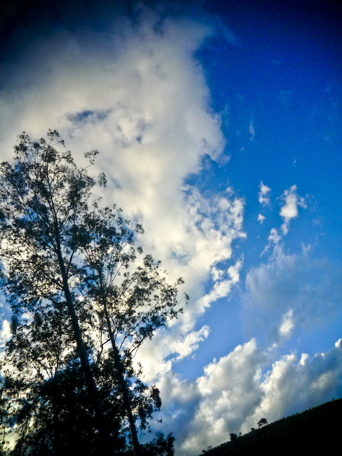a lone tree is silhouetted against the cloudy blue sky