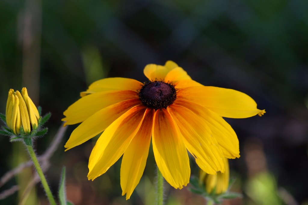 a sunflower with its long petals showing in a field