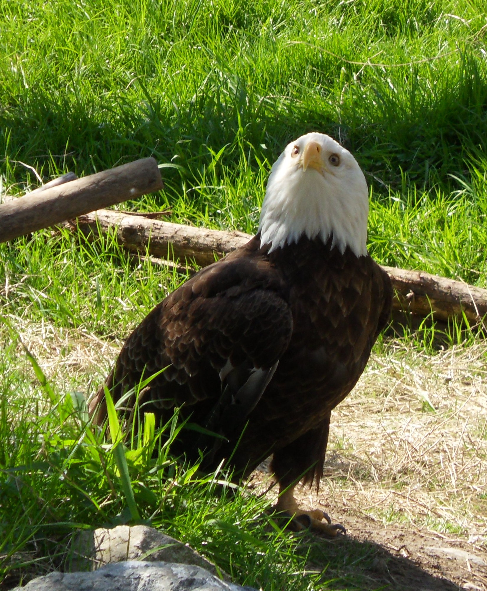 a bald eagle standing in the grass near some logs