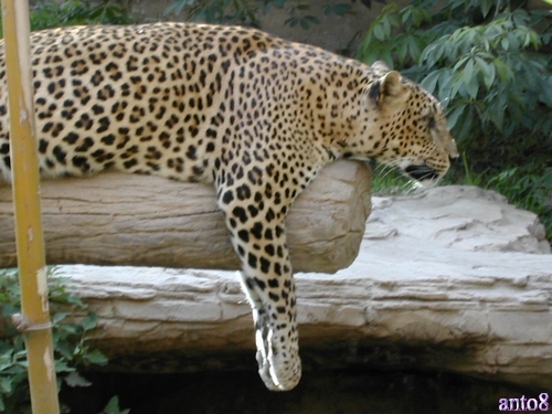 the leopard is on a log in its pen
