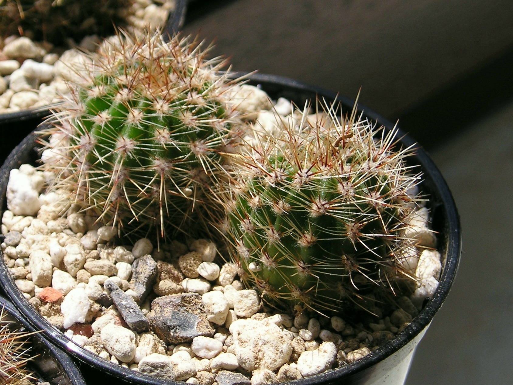 three pots of small cactus's with rocks and grass in them