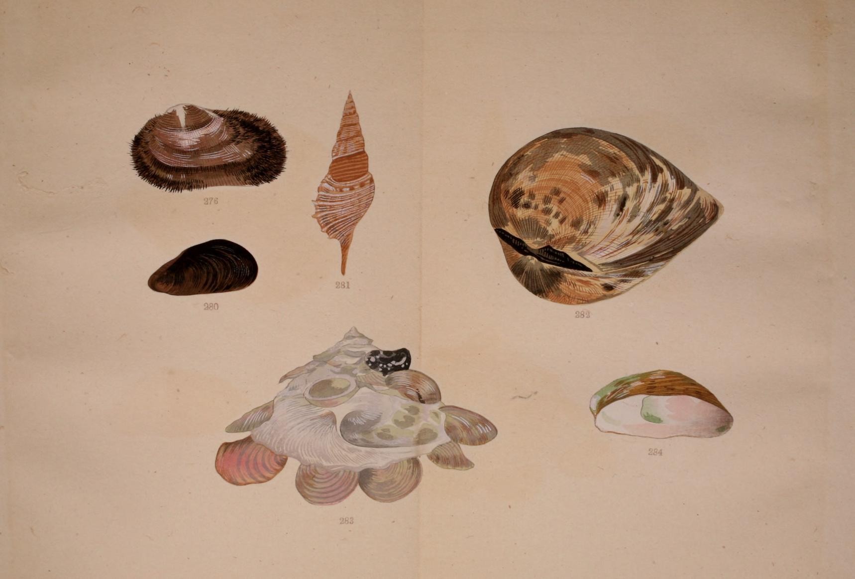 some types of sea shell on a white background