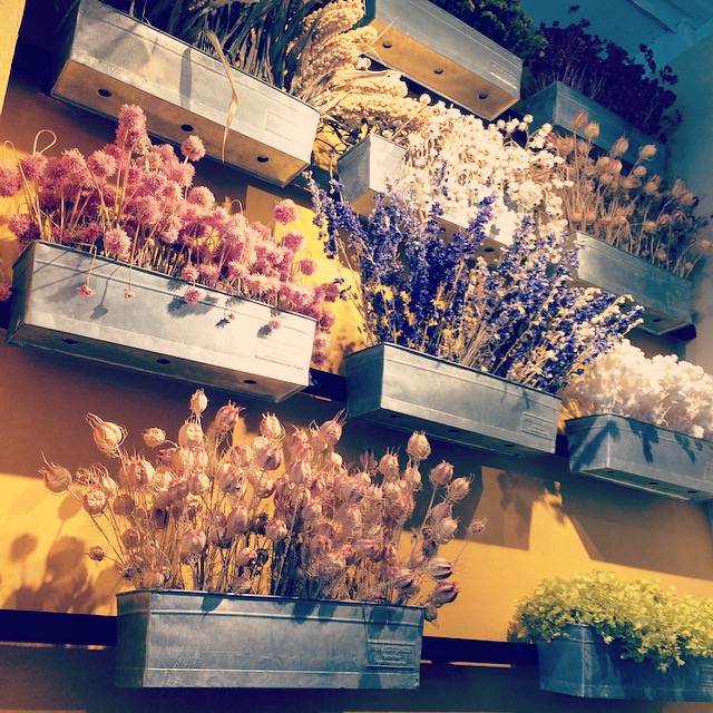 several flower pots displayed on a yellow wall