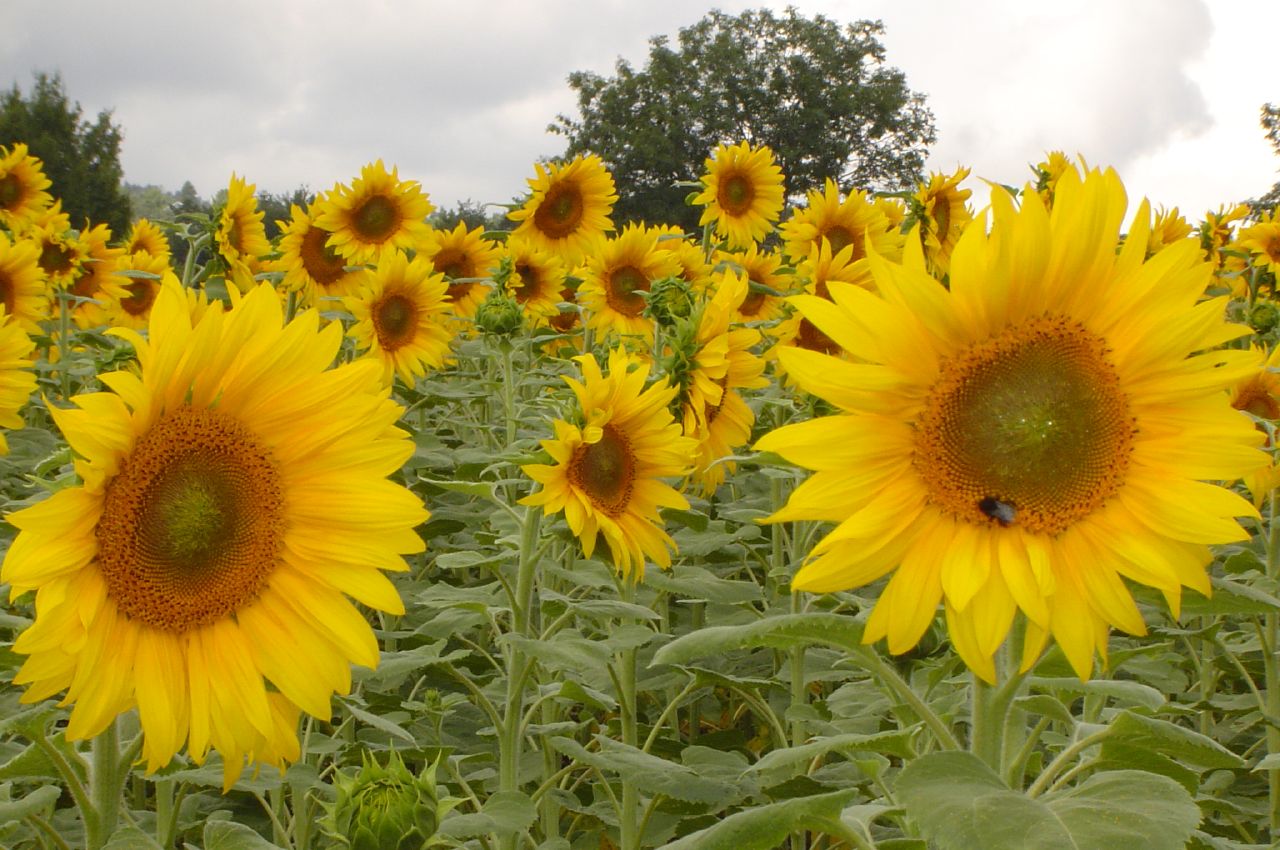 a field of sunflowers with a bee in the middle