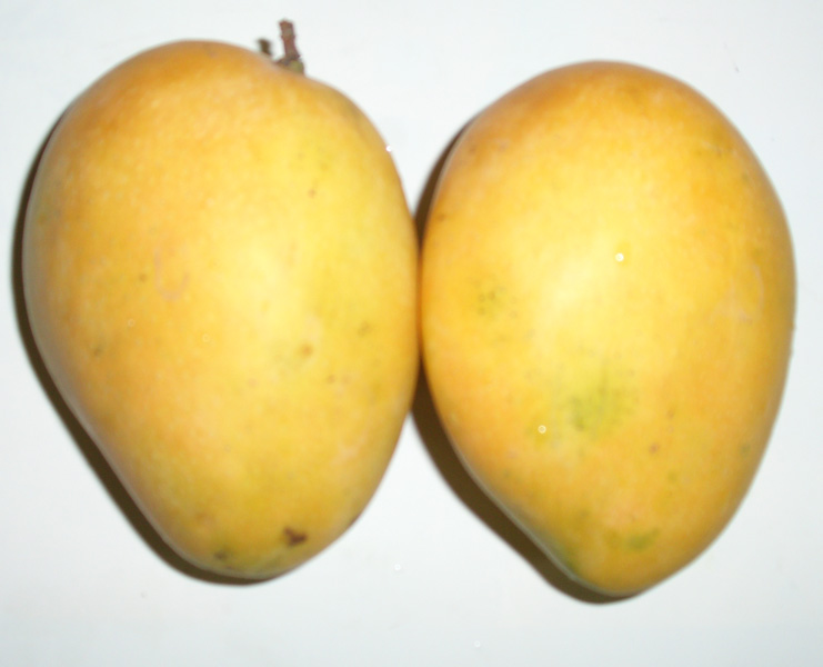 two yellow mangos with one being bigger than the other