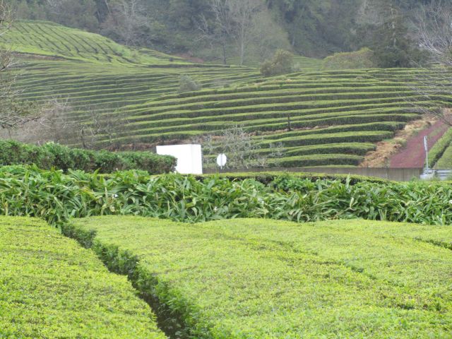 large tea bushes grow side by side on a hill