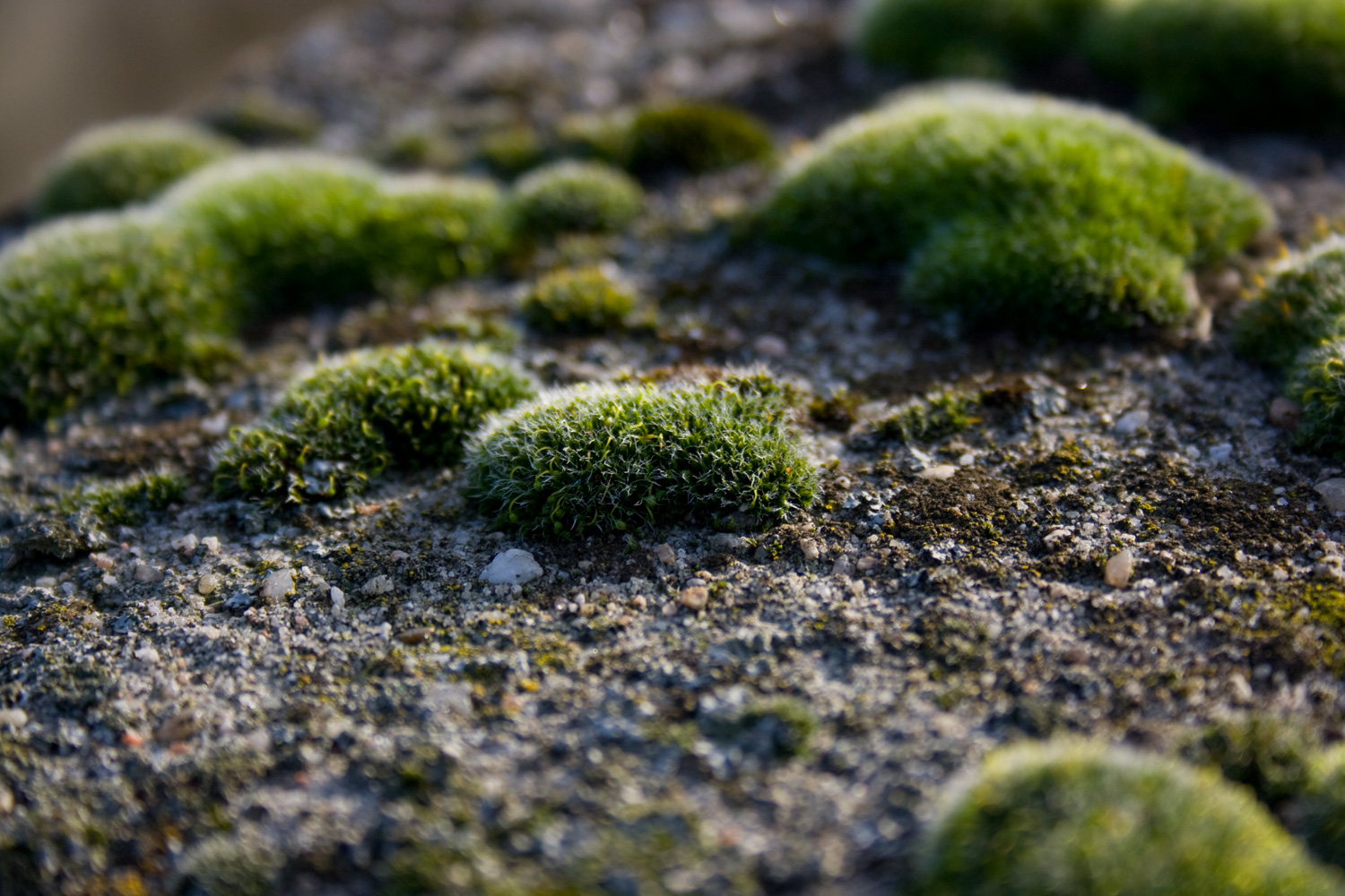 there is some green moss on the ground