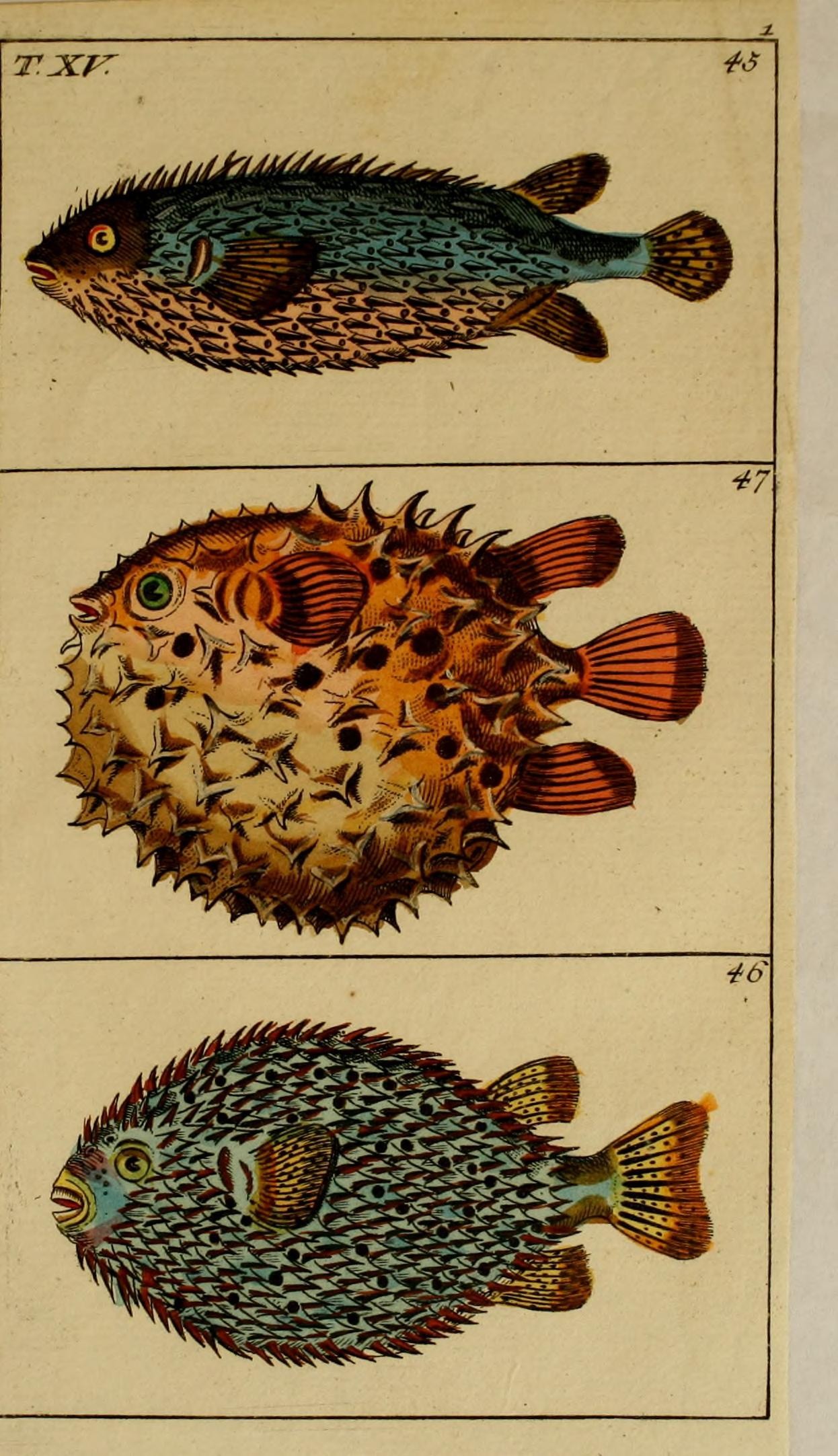 four colored images of different fish