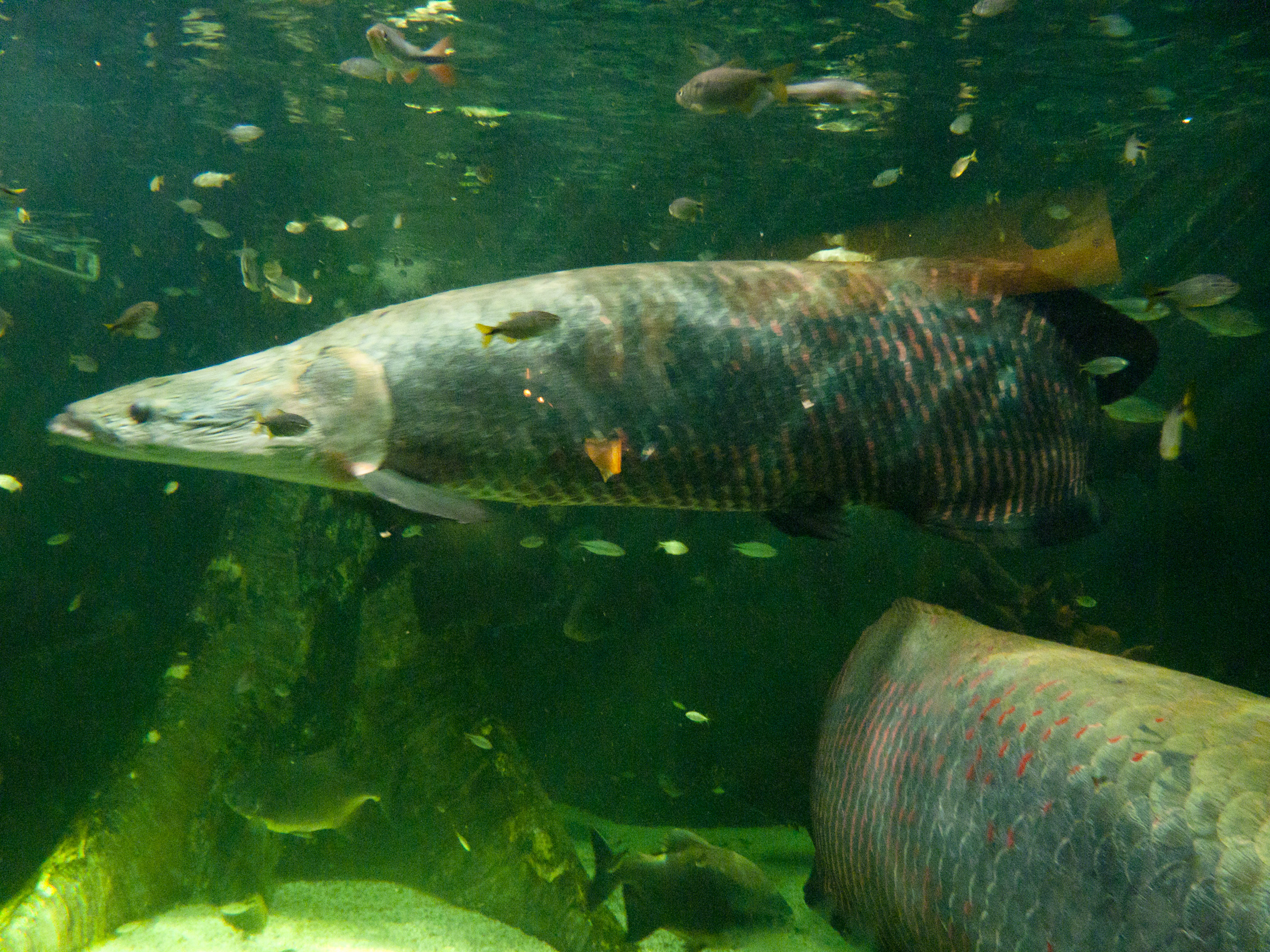 an adult fish is swimming in the large aquarium
