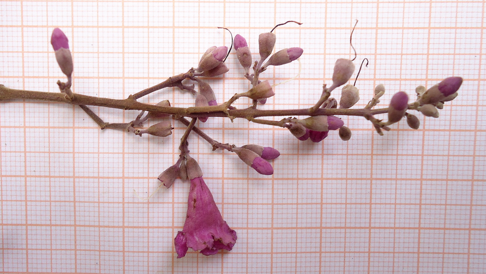 a twig and budding against a grid - tiled wall