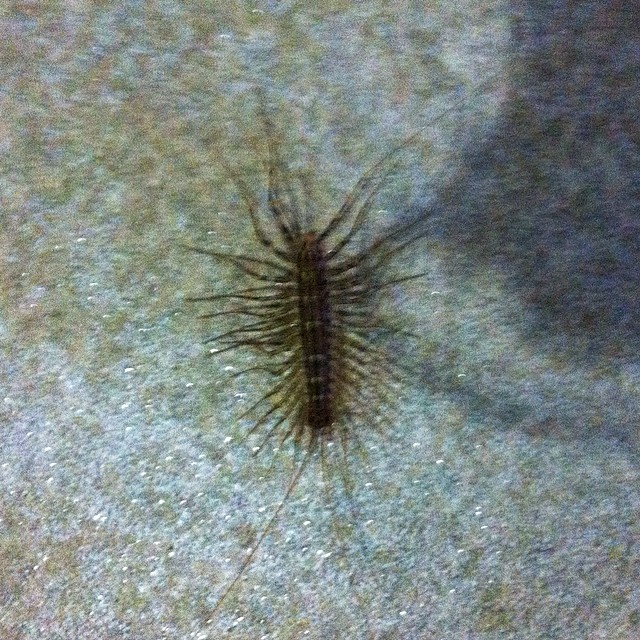 a close up of a bug crawling on the ground