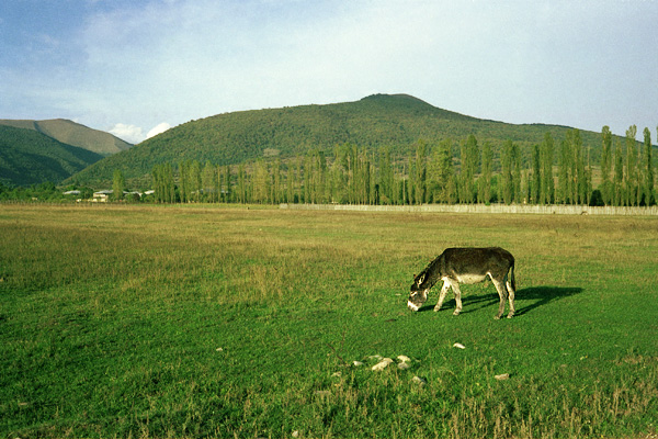 a lone cow grazes in the large pasture