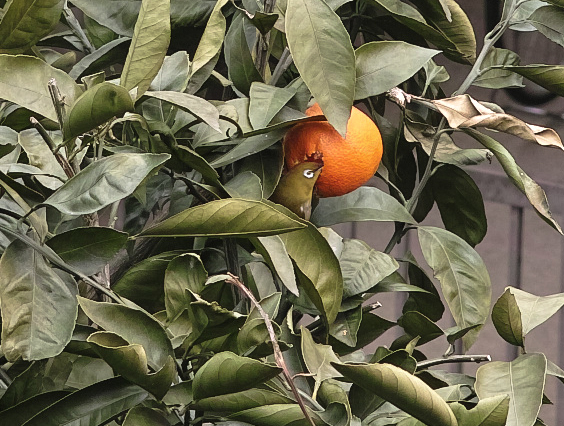an orange on a tree with leaves and a building