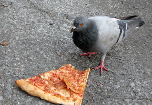 a pigeon looks at pizza left on the ground