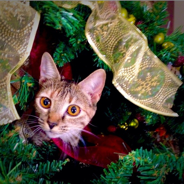 there is a cat sitting in a christmas tree