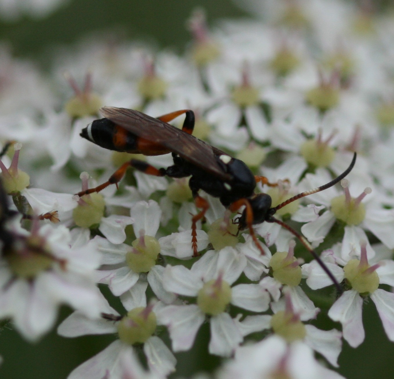 a bug is on top of white flower petals