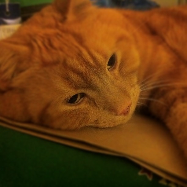 an orange cat laying on top of a brown bag