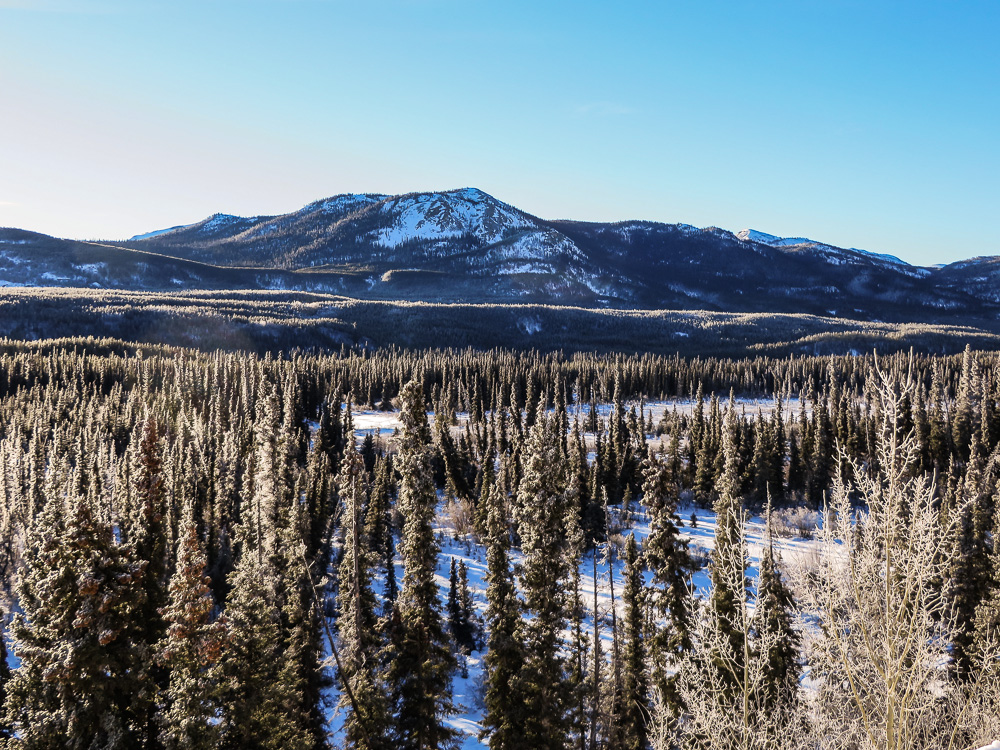 a snow covered forest filled with trees under a mountain range