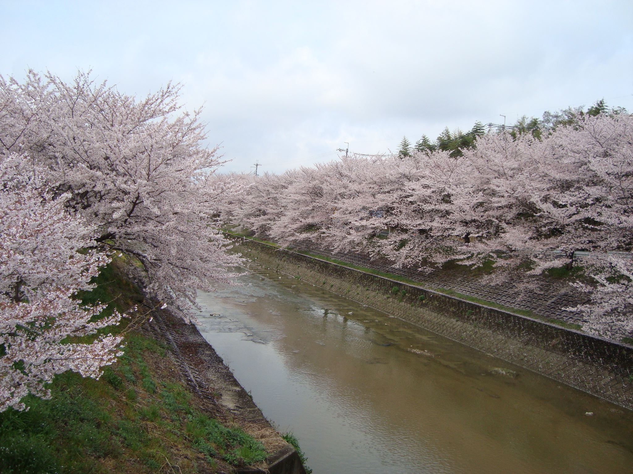 a river with many blossoming trees on the banks