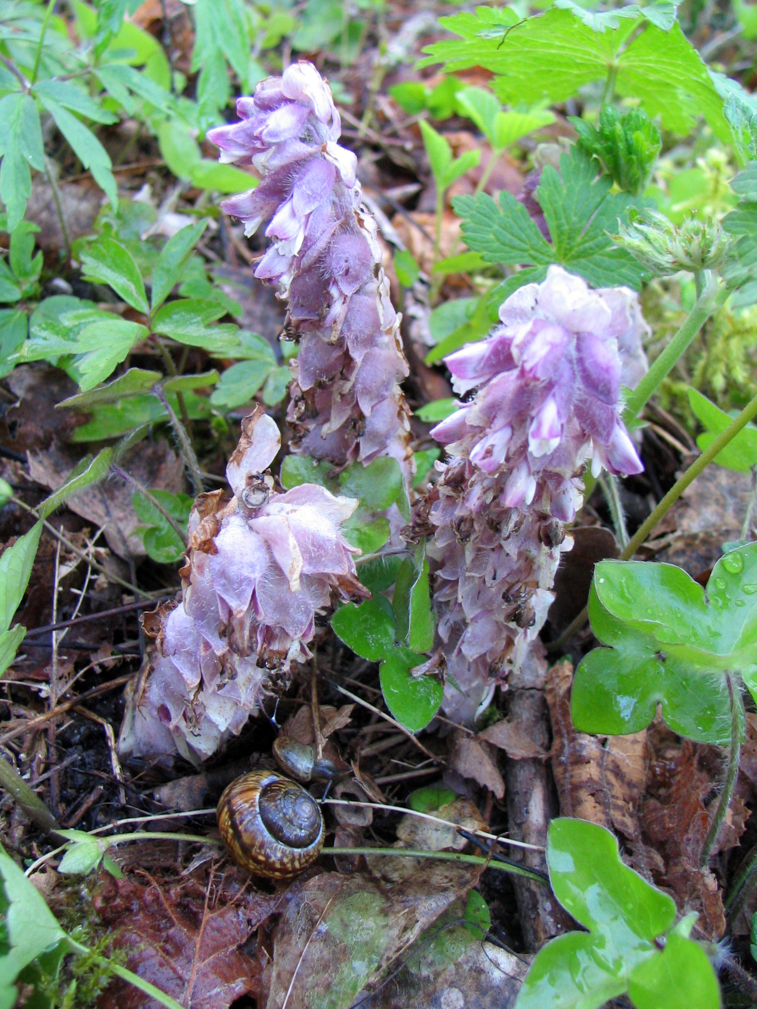 a snail on the ground by a flower