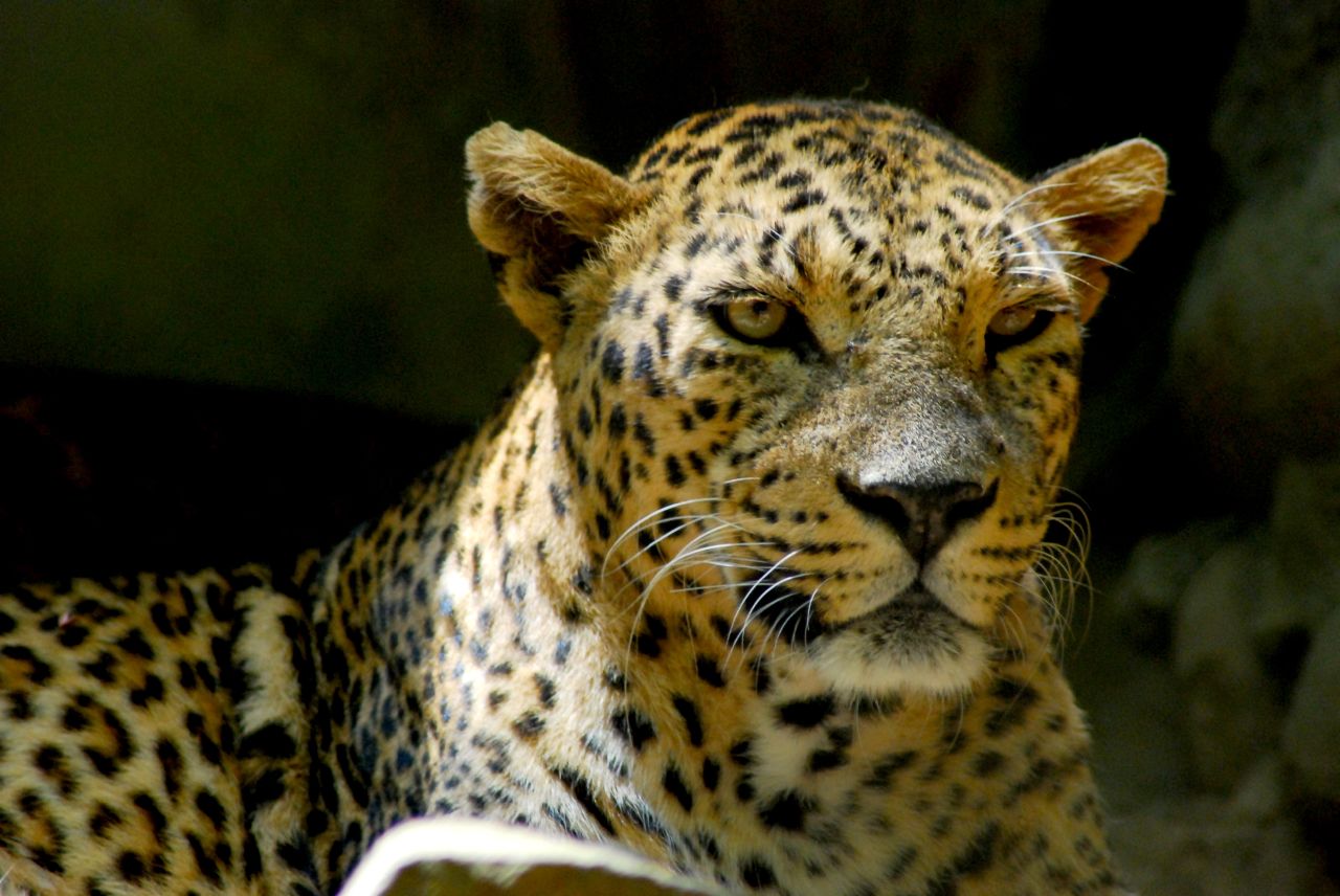 a leopard that is sitting down by itself