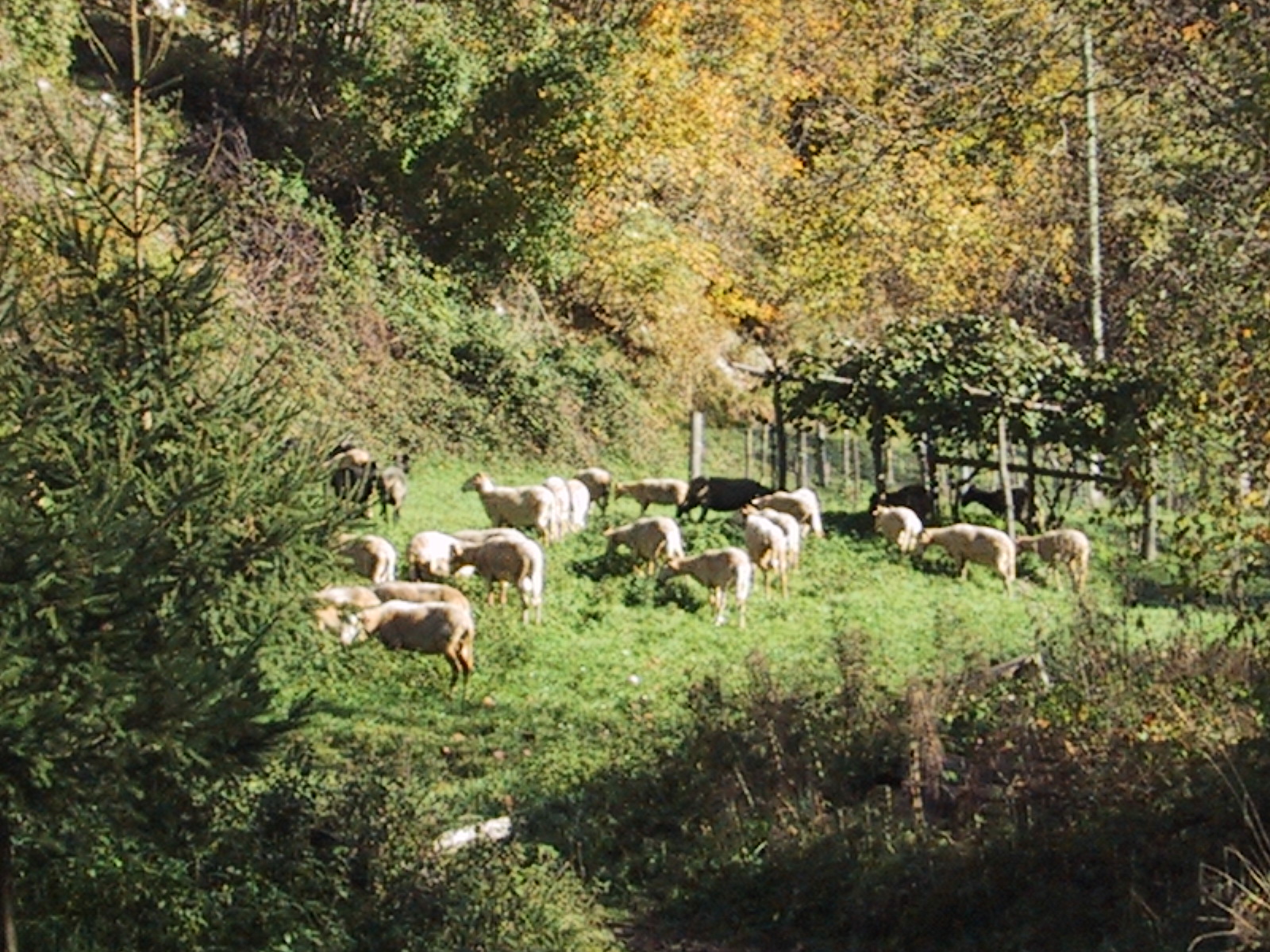 many animals grazing on grass in a small field