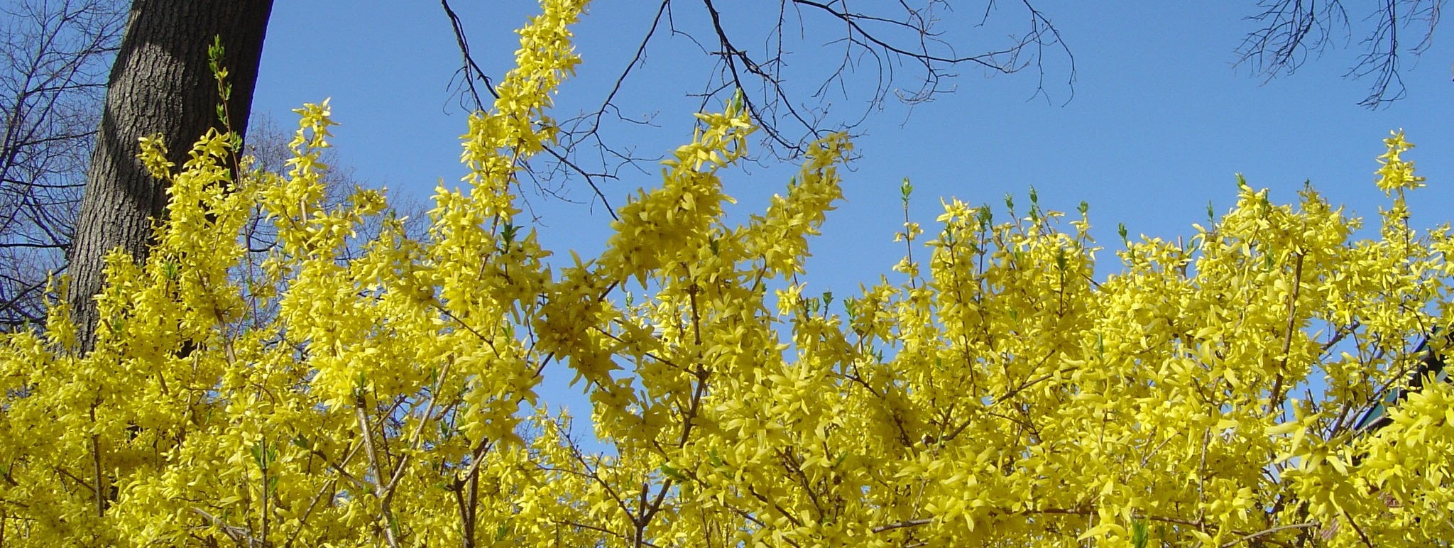 yellow bushes and trees in the sunlight