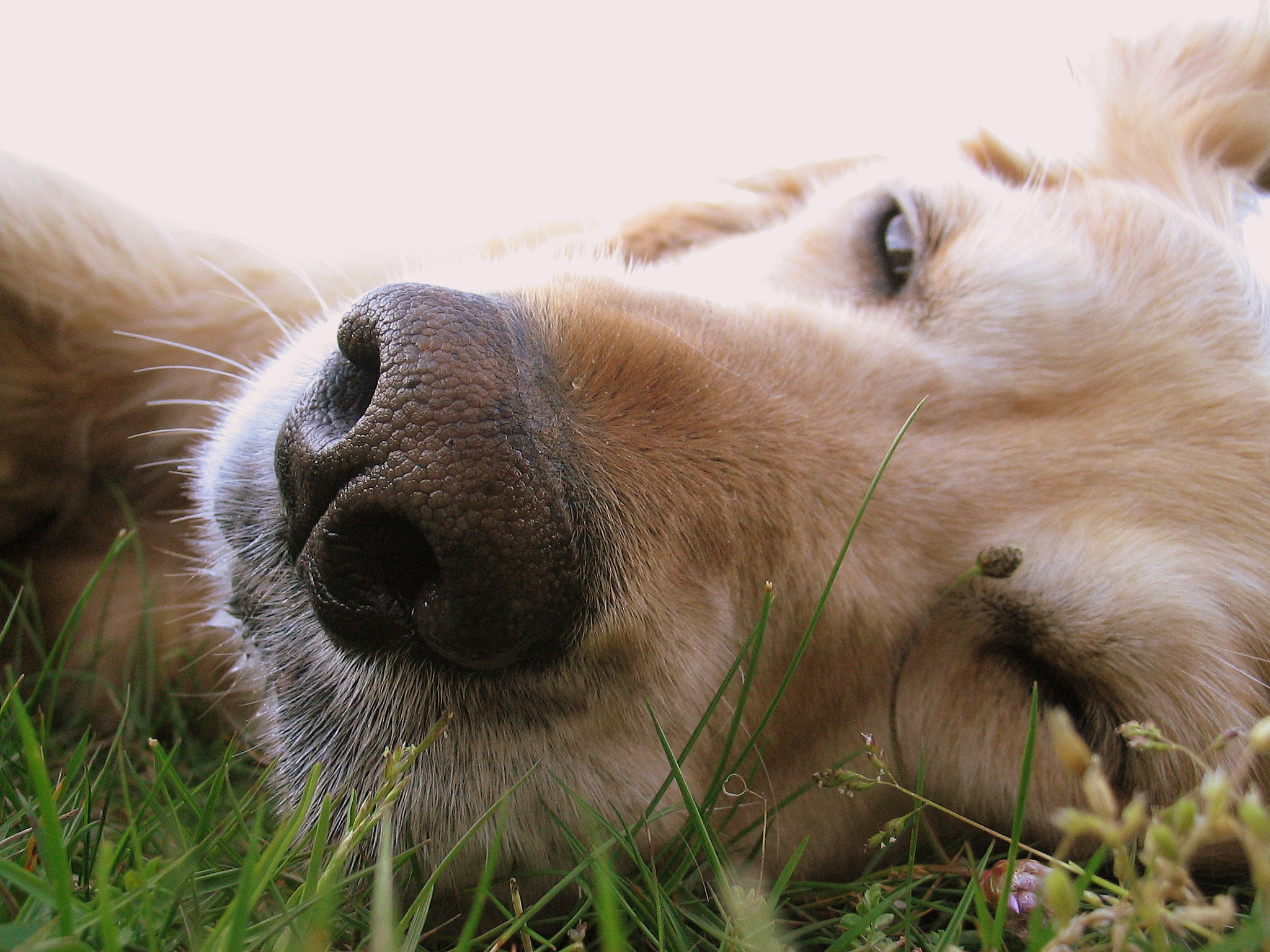 a close up of a dog with its mouth resting in the grass