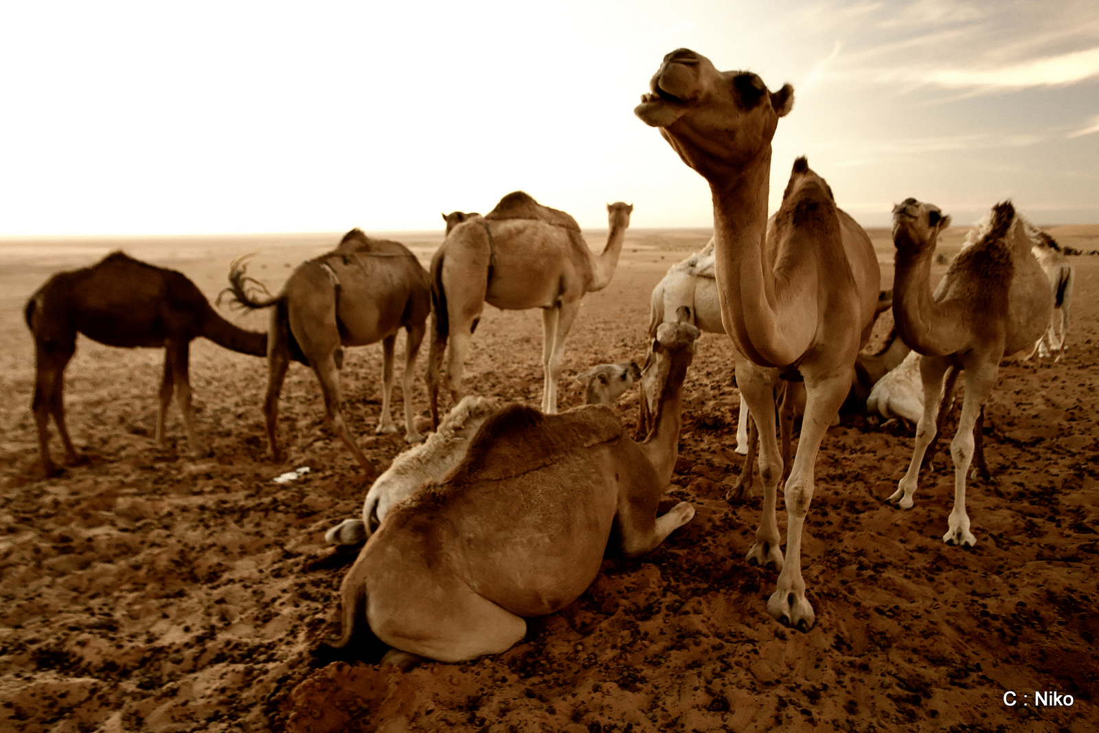 camels sitting together and one laying in the dirt