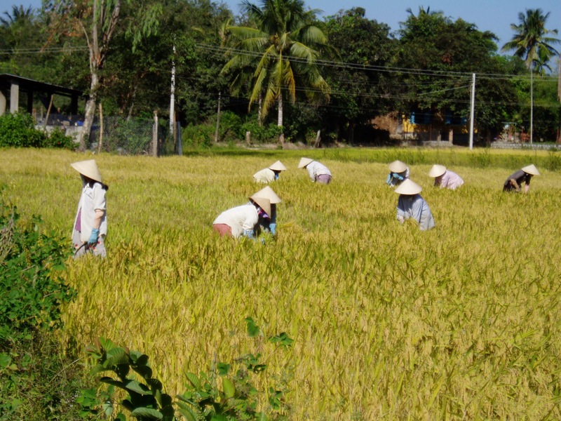 many people are wearing hats and working in a large field