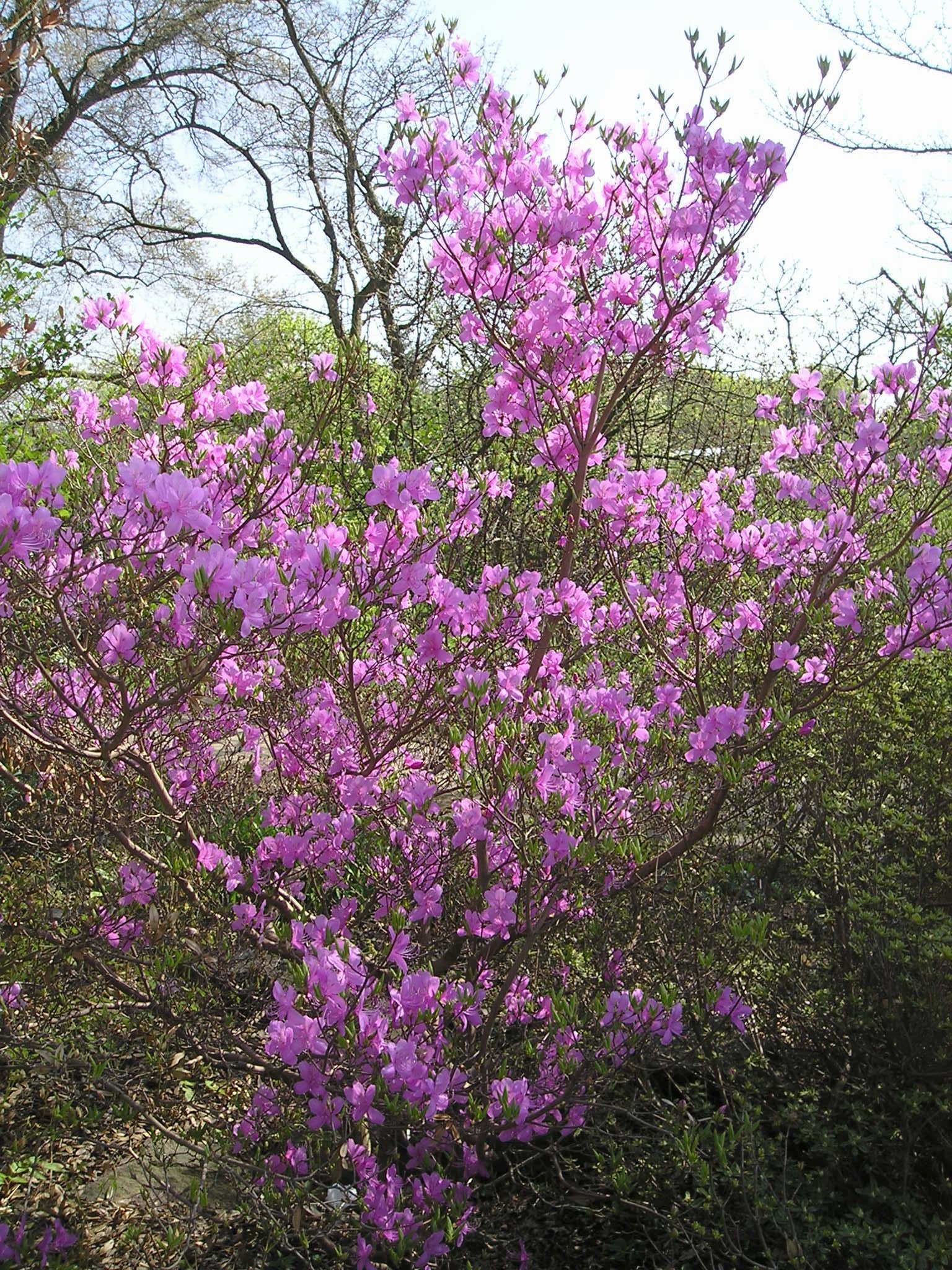 a small bush filled with purple flowers near trees