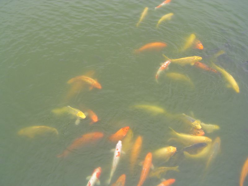 many orange and yellow fish in a pond