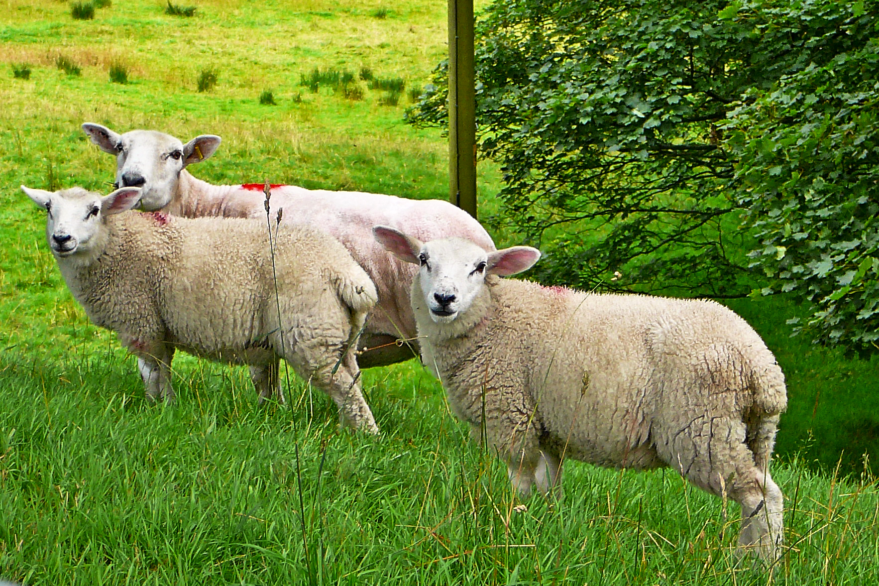 a couple of sheep are walking in the grass