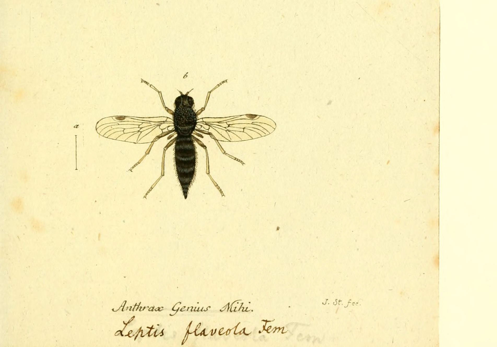 a drawing shows a bee with long wings and antennae