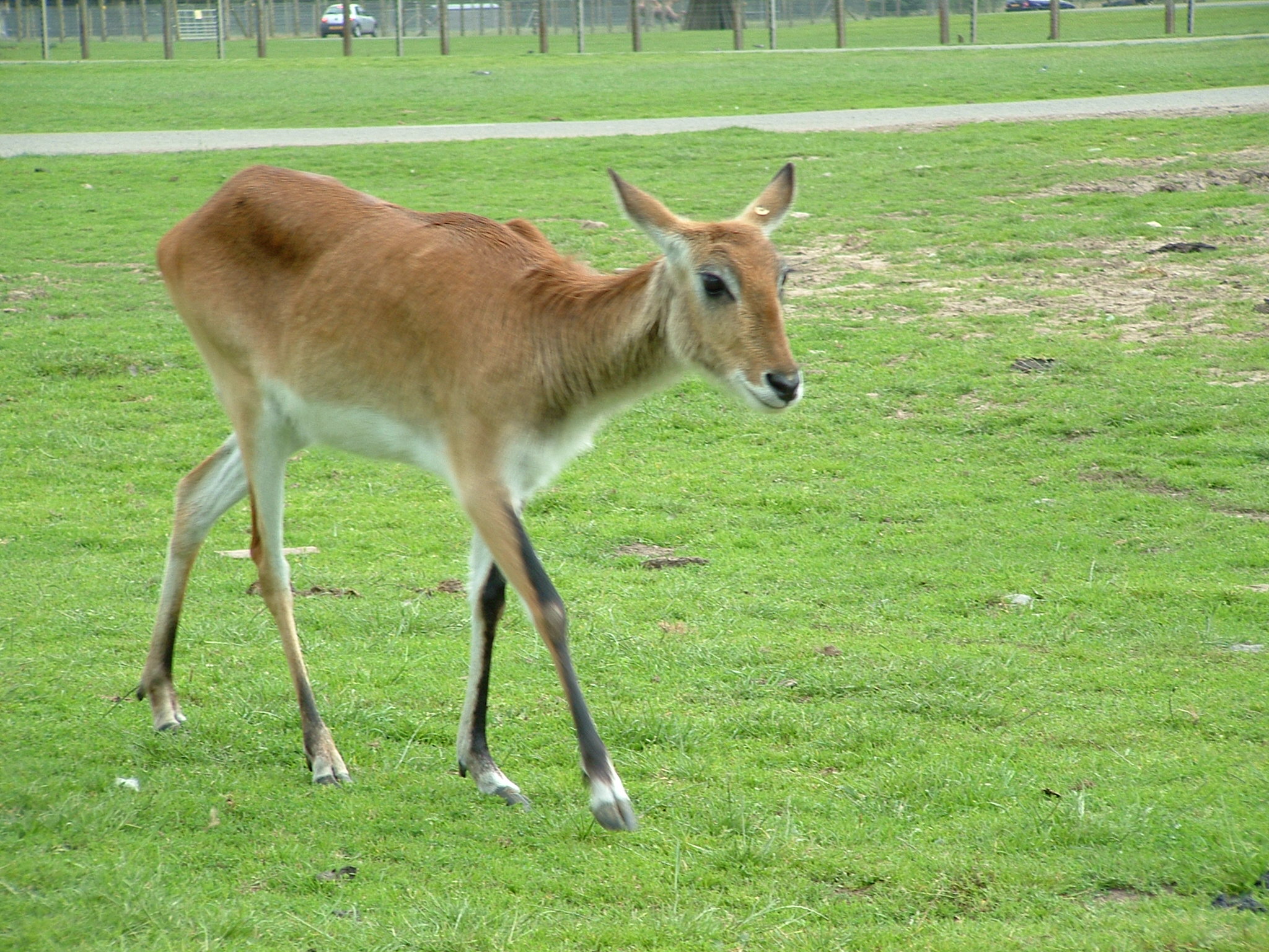 the goat is walking in the green grass