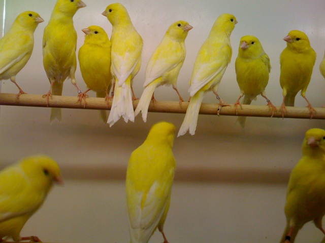 a bunch of yellow birds sitting together on a piece of metal