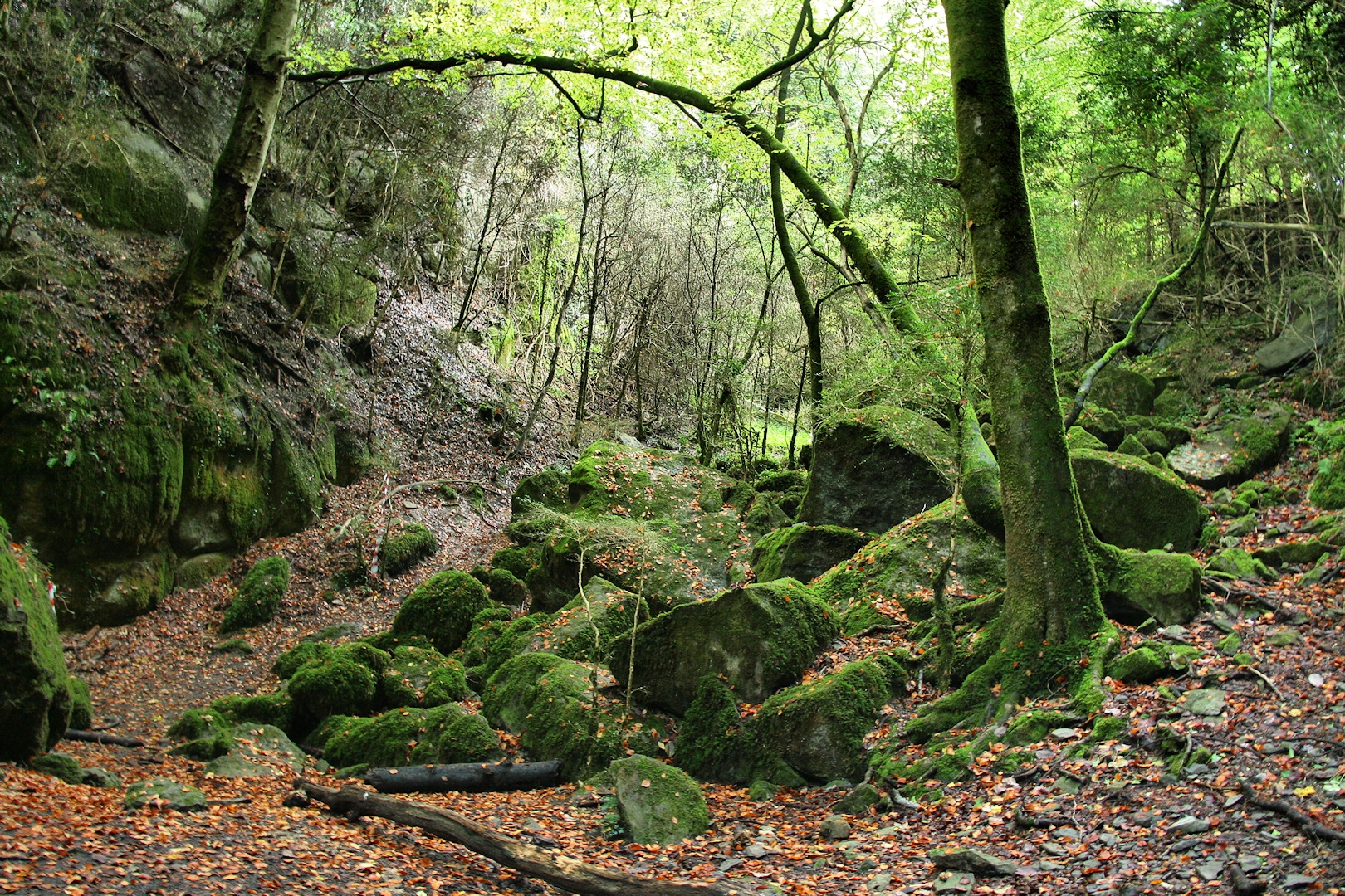 some rocks and trees are next to a rock hill