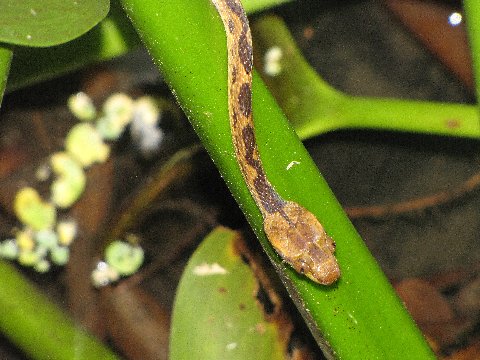 the snake is sitting on top of a plant