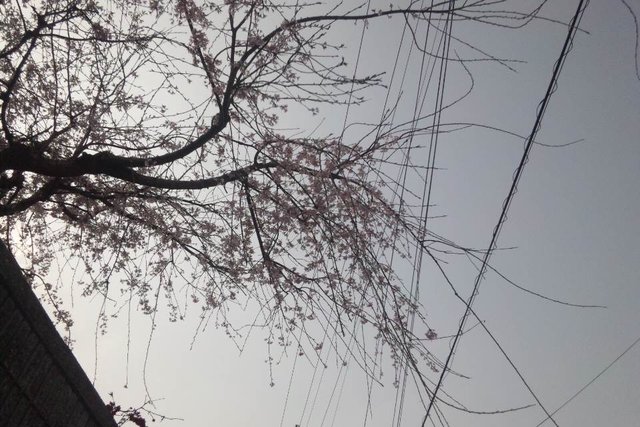 an open city street lined with electric lines and blossoming trees